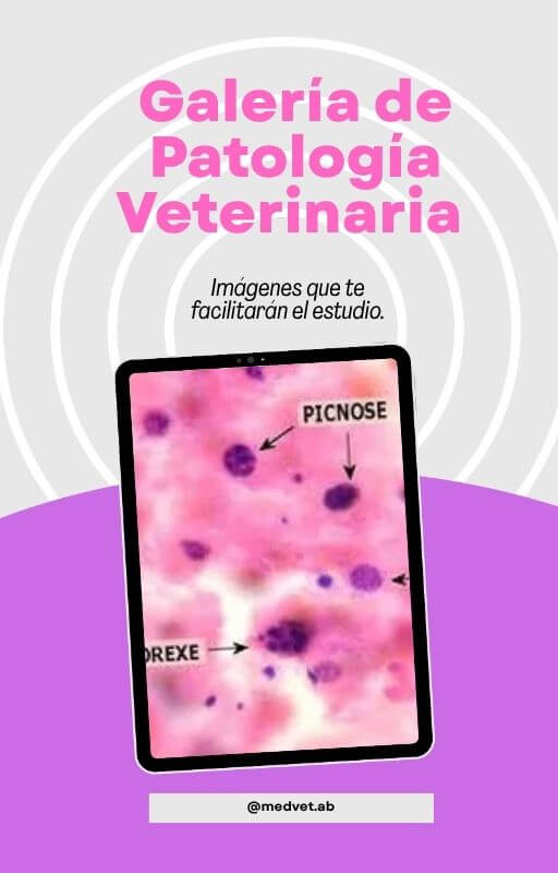 Galeria--de--patologia--veterinária - ESP.jpg
