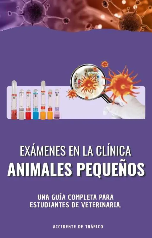 _Exames na clínica de pequenos animais - esp.jpg