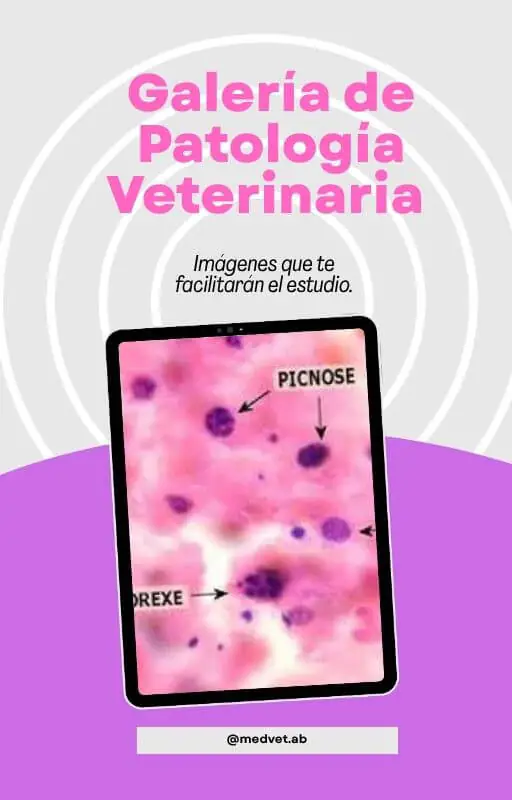 Galeria--de--patologia--veterinária - ESP.jpg